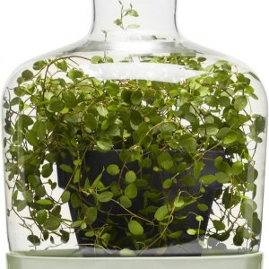 Kvetináč - miska s vrchnákom SAGAFORM Greenhouse, šalviovo zelená