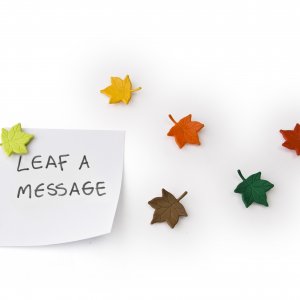 Sada magnetov QUALY Leaf a Message, (listy) 6 ks.